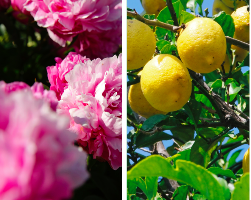 Nuova Linea Trattamento Viso L'Occitane Pivoine Pure - Opacizzante e Purificante Peonia e Limone Nuova Linea Trattamento Viso L'Occitane Pivoine Pure - Opacizzante e Purificante Peonia e Limone