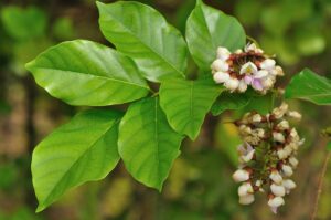 Olio di karanja, tutte le proprietà e gli usi Olio di karanja, tutte le proprietà e gli usi