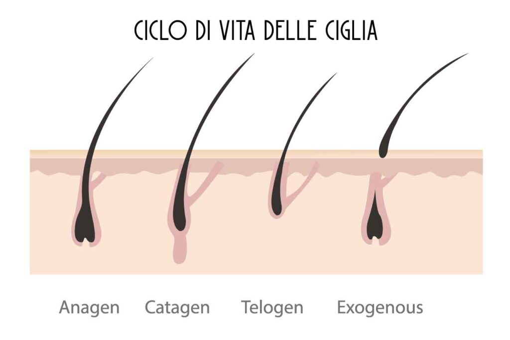 ciclo vita delle ciglia
