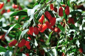 Bacche di goji, tutti i benefici per la pelle